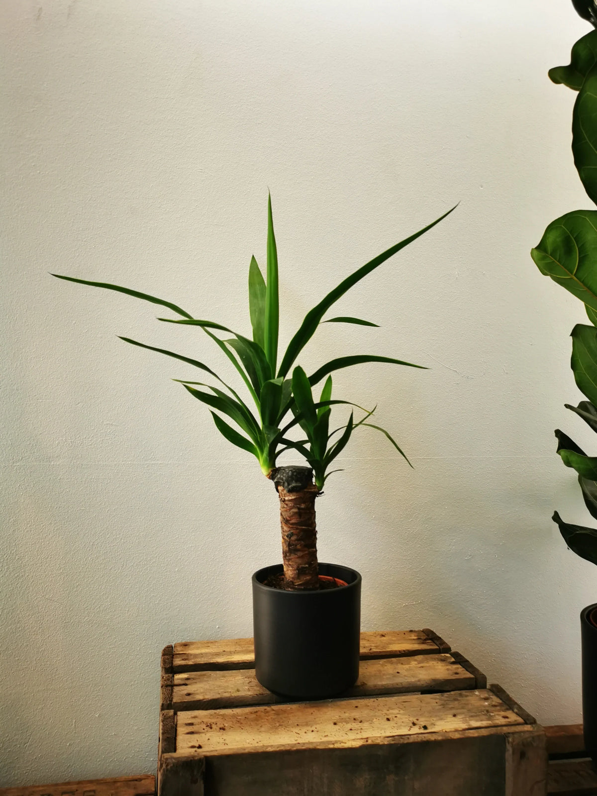 golden sword yucca plant Golden Sword Needle Palm main image 0