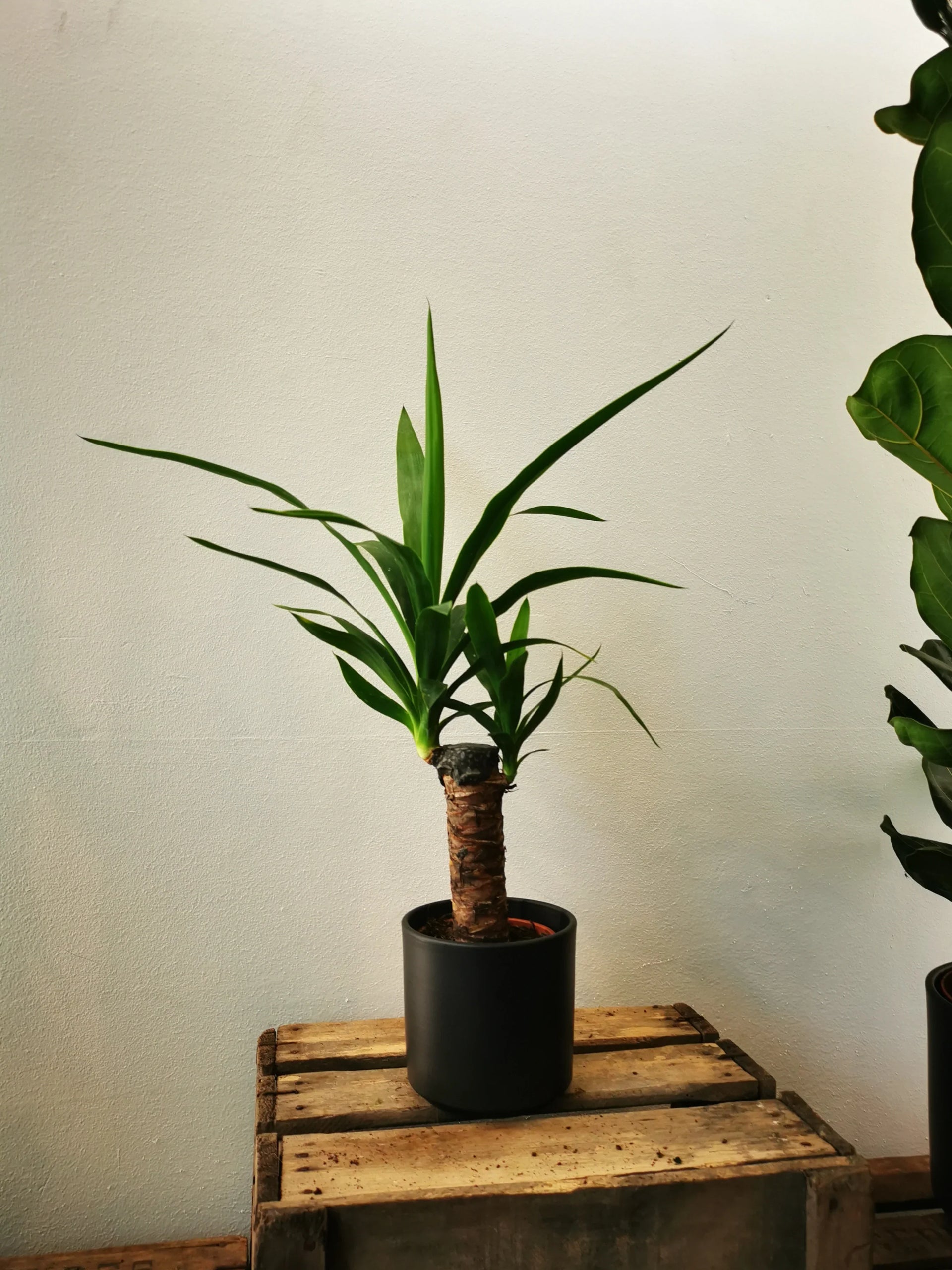 yucca cane toxic to cats Yucca (Elephant's Foot) | Buy Houseplant