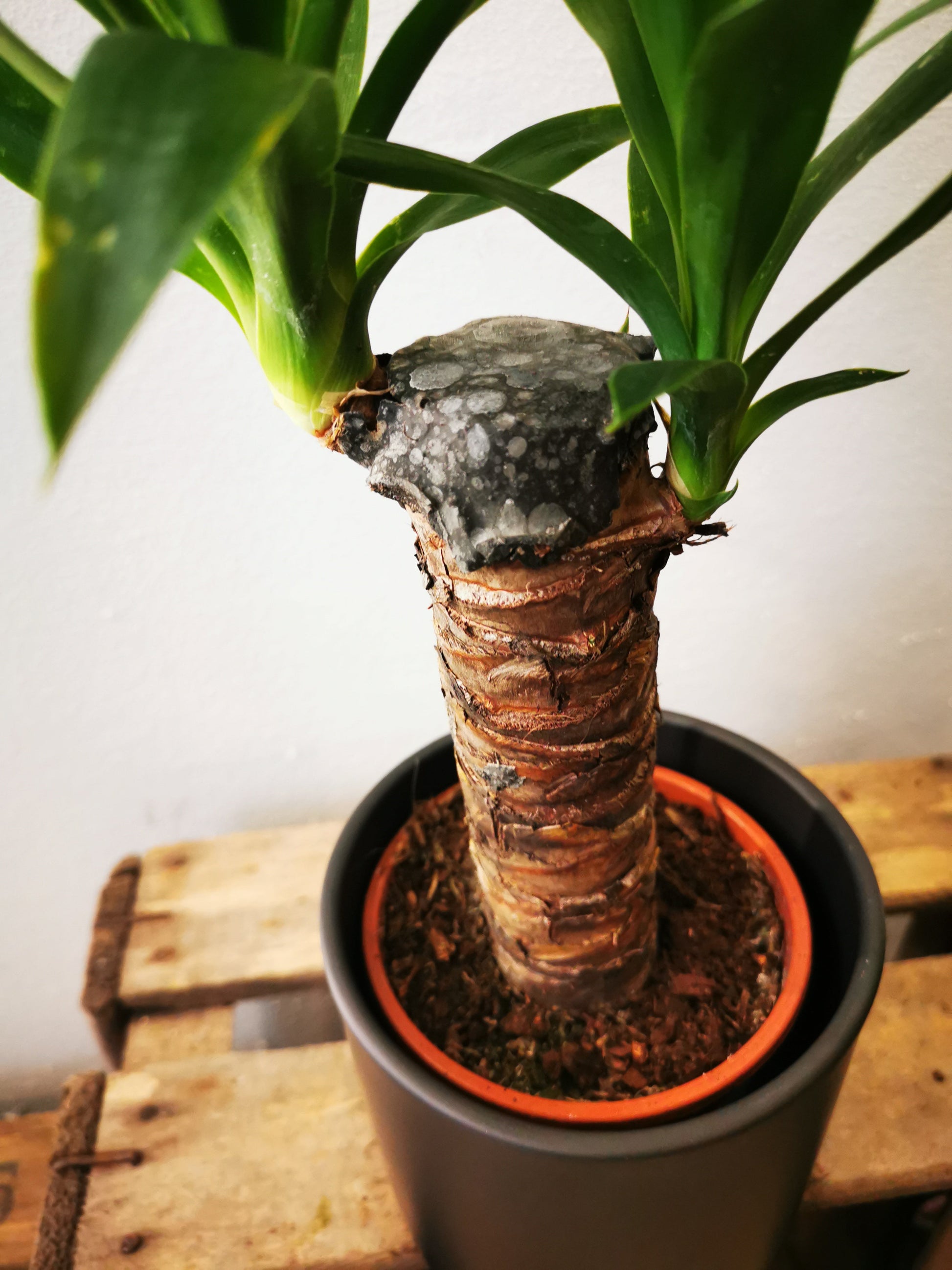 yucca elephant indoor plant Yucca (Elephant's Foot) | Buy Houseplant