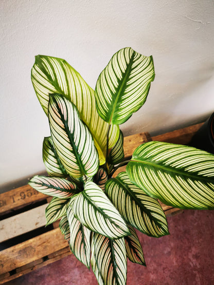 Calathea White Star - De Plantrekkers  - De Plantrekkers