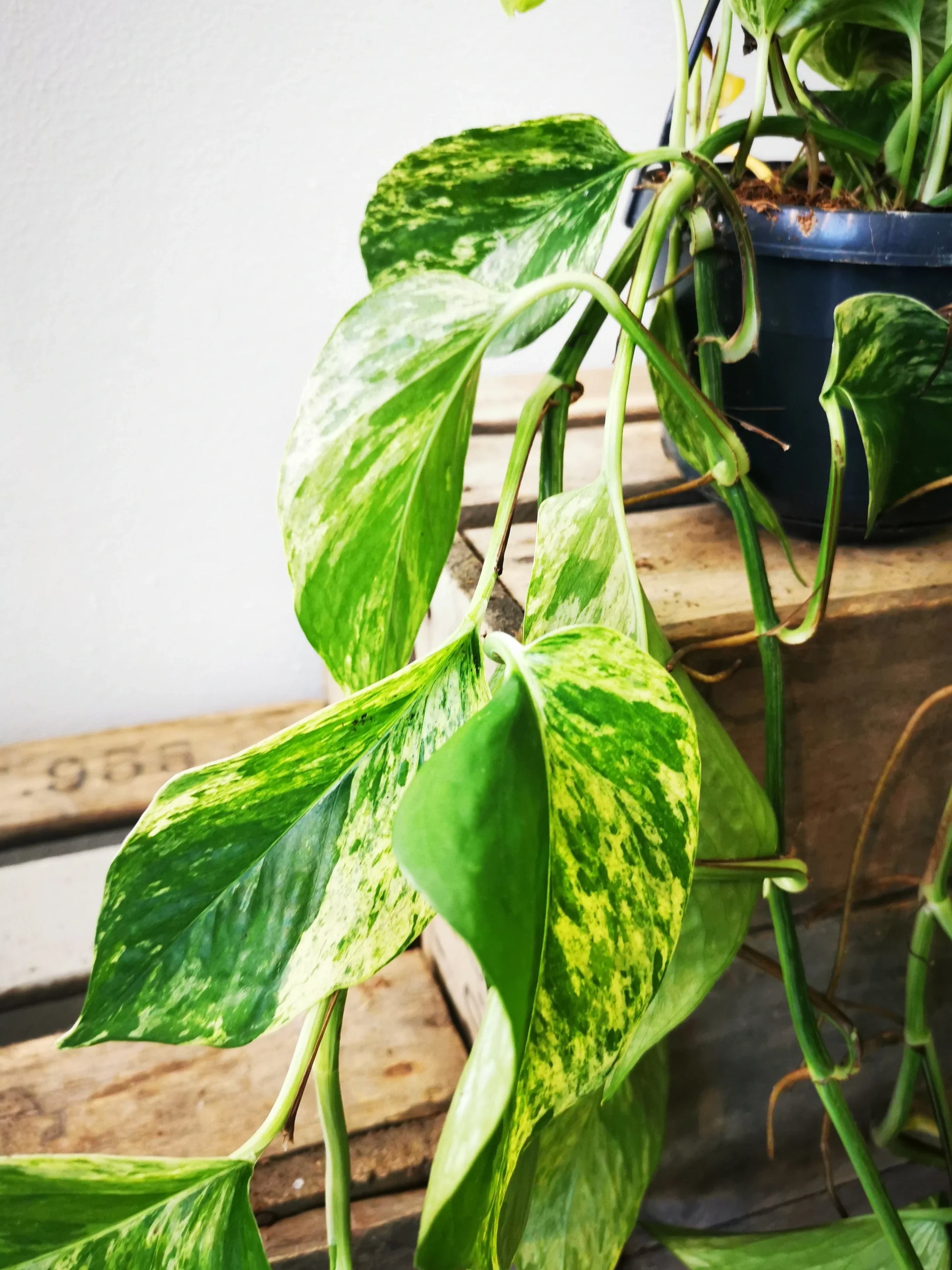 pothos sticky leaves Epipremnum Marble Queen | Hanging Plant