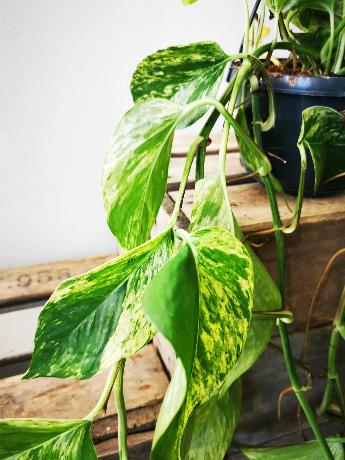 30 45cm marble queen pothos epipremnum in hanging 15cm pot Epipremnum Marble Queen | Hanging Plant