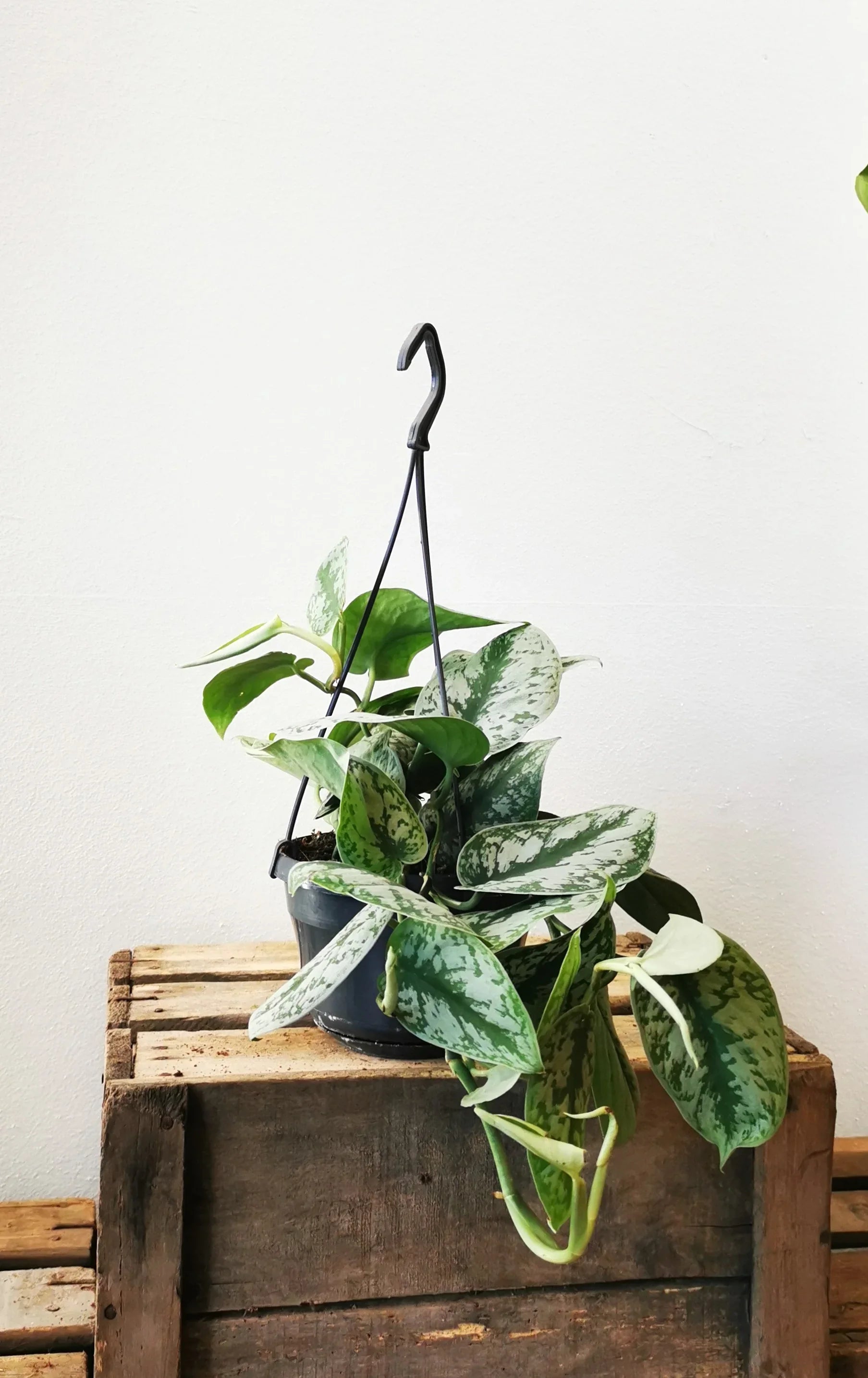 scindapsus hanging plant Scindapsus Pictus | Buy hanging plant