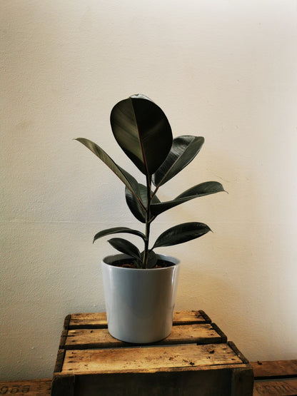 Plant In A Box - Ficus Elastica 'abidjan' Rubberplant X1 - Hoogte 75-100cm Plant In A Box - Ficus Elastica 'abidjan' Rubberplant X1 - Hoogte 75-100cm