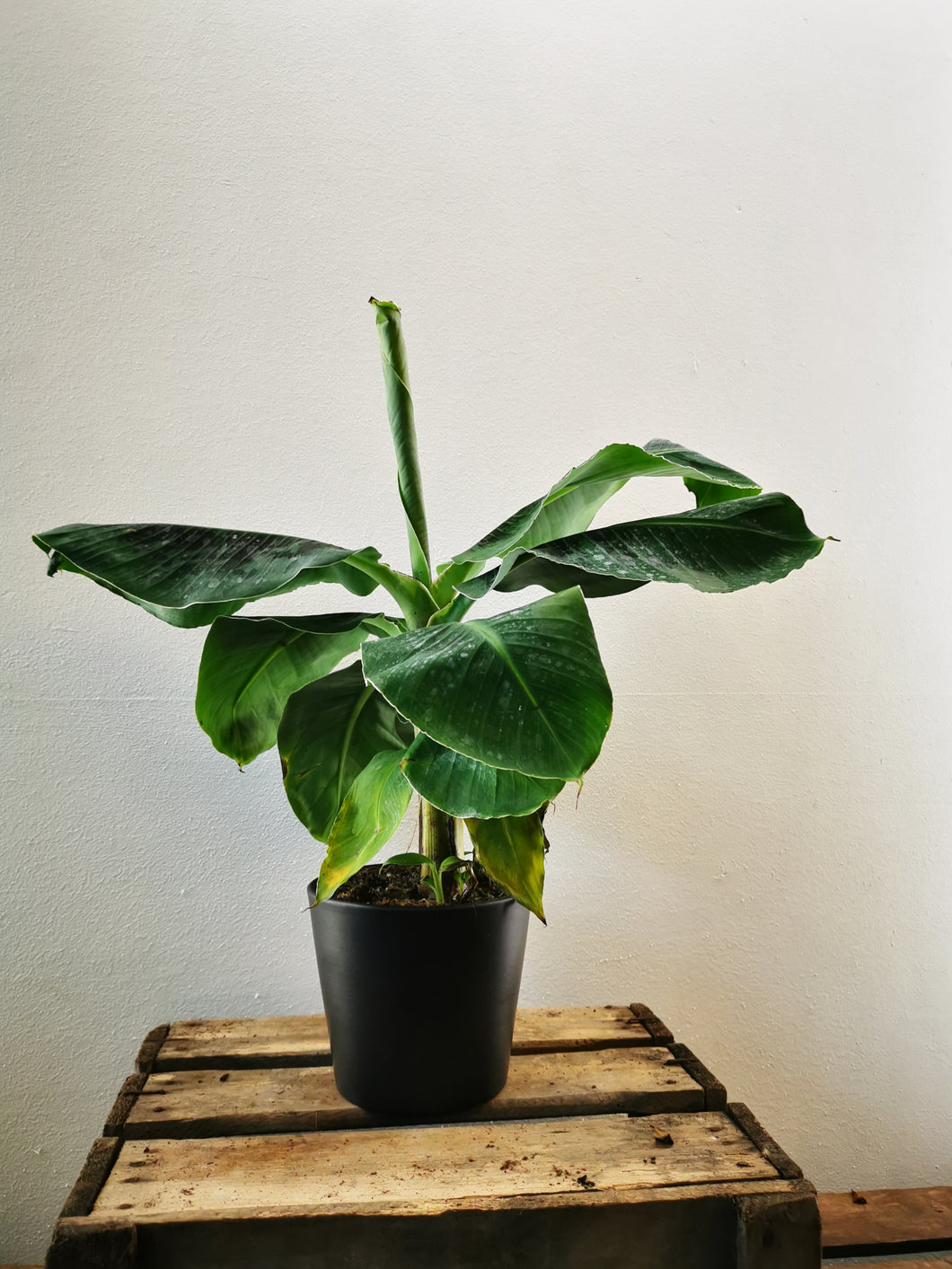 Musa 'Dwarf Cavendish' Bananenplant - De Plantrekkers  - De Plantrekkers