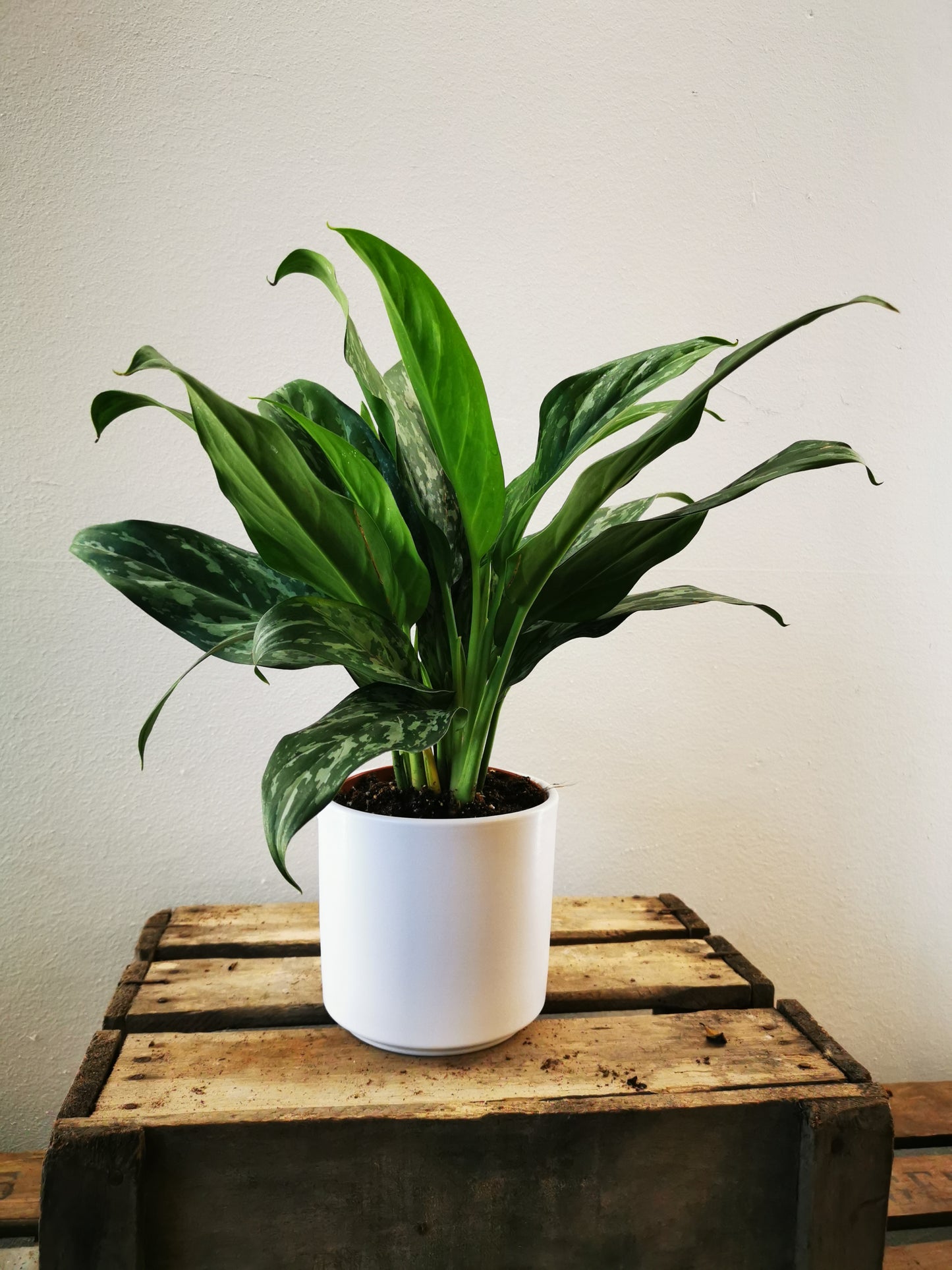 Aglaonema Green Lady - De Plantrekkers  - De Plantrekkers