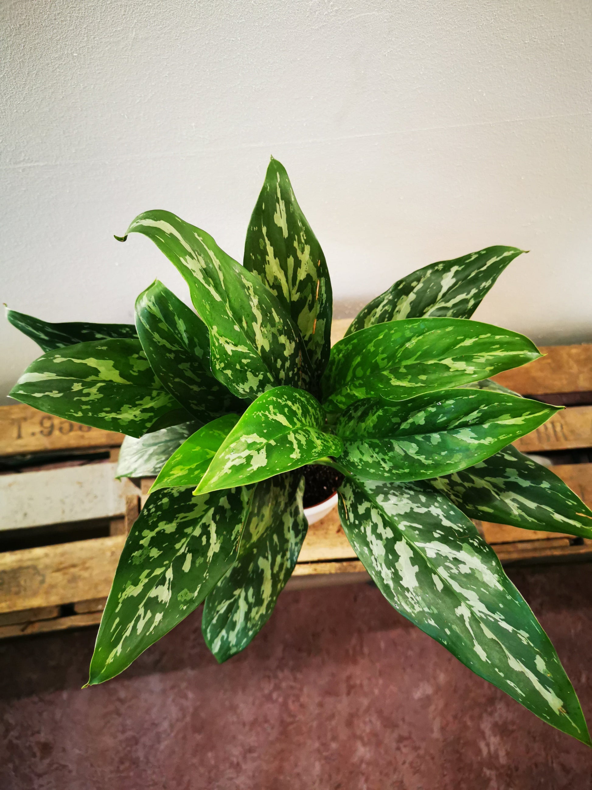 aglaonema green lady Aglaonema Green Lady | Buy houseplant