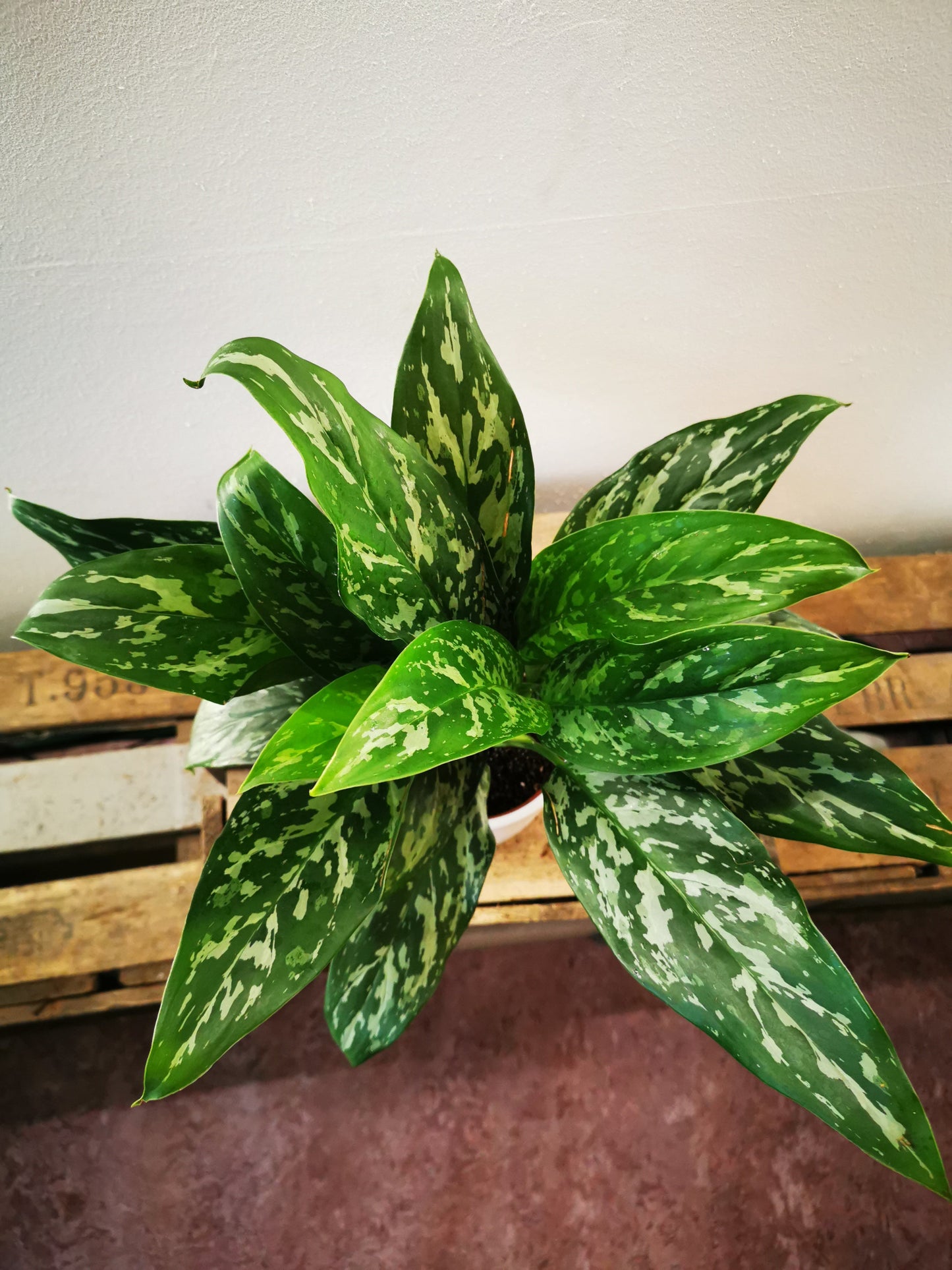 Aglaonema Green Lady - De Plantrekkers  - De Plantrekkers