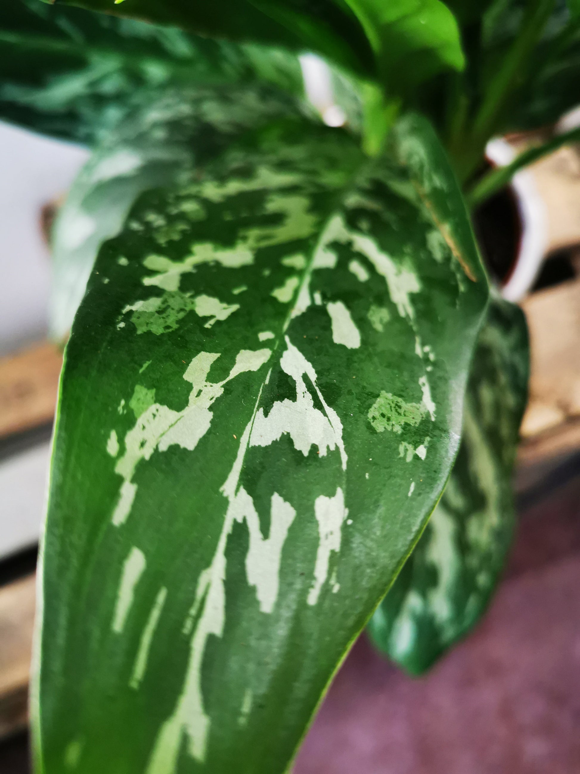 Aglaonema Green Lady - De Plantrekkers  - De Plantrekkers