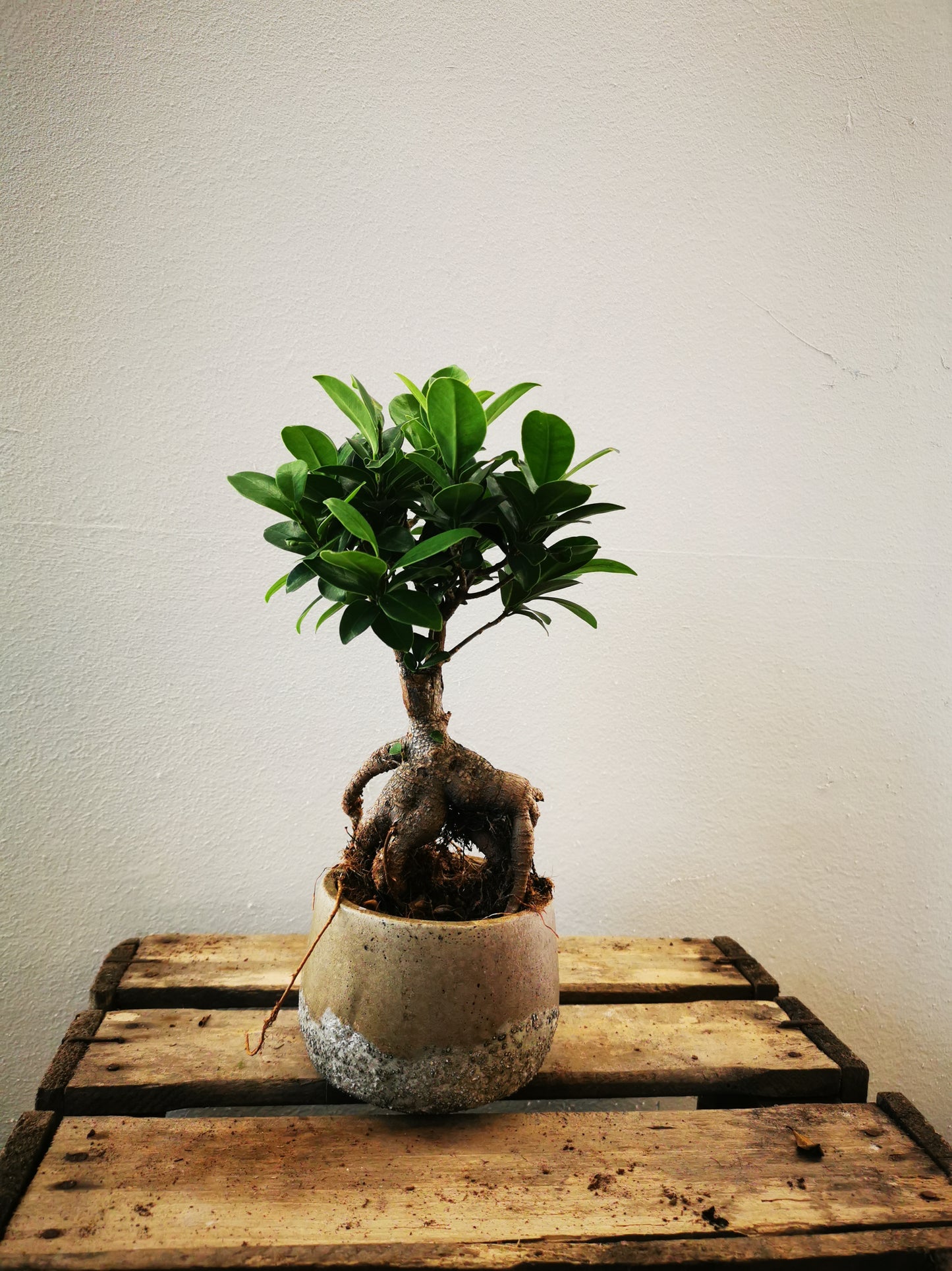 Ficus Microcarpa Ginseng - De Plantrekkers  - De Plantrekkers