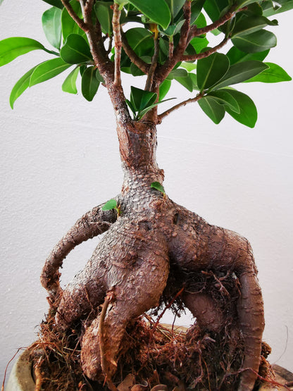 Ficus Microcarpa Ginseng - De Plantrekkers  - De Plantrekkers