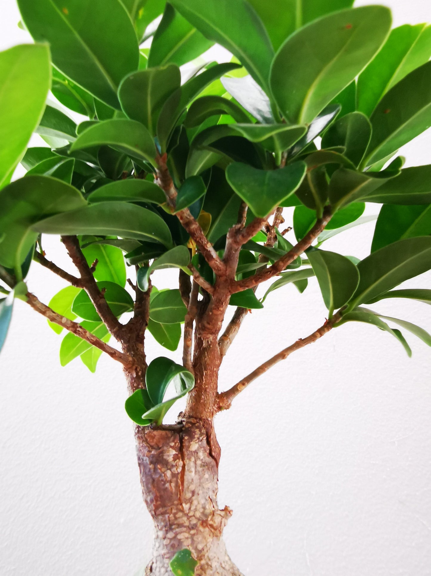 Ficus Microcarpa Ginseng - De Plantrekkers  - De Plantrekkers