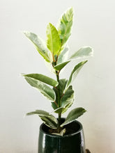 Afbeelding in Gallery-weergave laden, Ficus Elastica &#39;Tineke&#39; - De Plantrekkers  - De Plantrekkers
