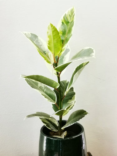 Ficus Elastica 'Tineke' - De Plantrekkers  - De Plantrekkers