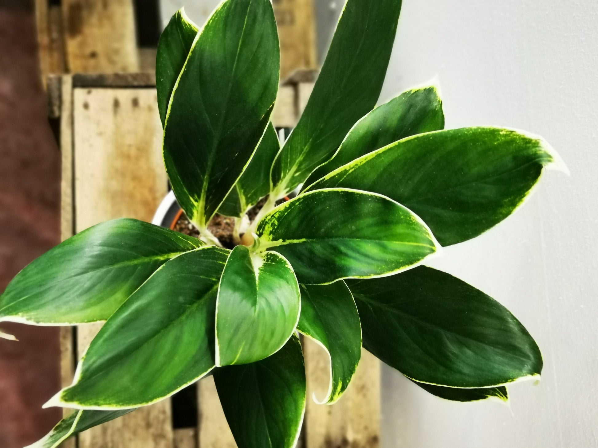 Aglaonema White Lady - De Plantrekkers  - De Plantrekkers