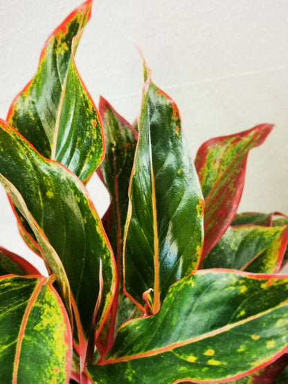 Aglaonema Crete - De Plantrekkers  - De Plantrekkers