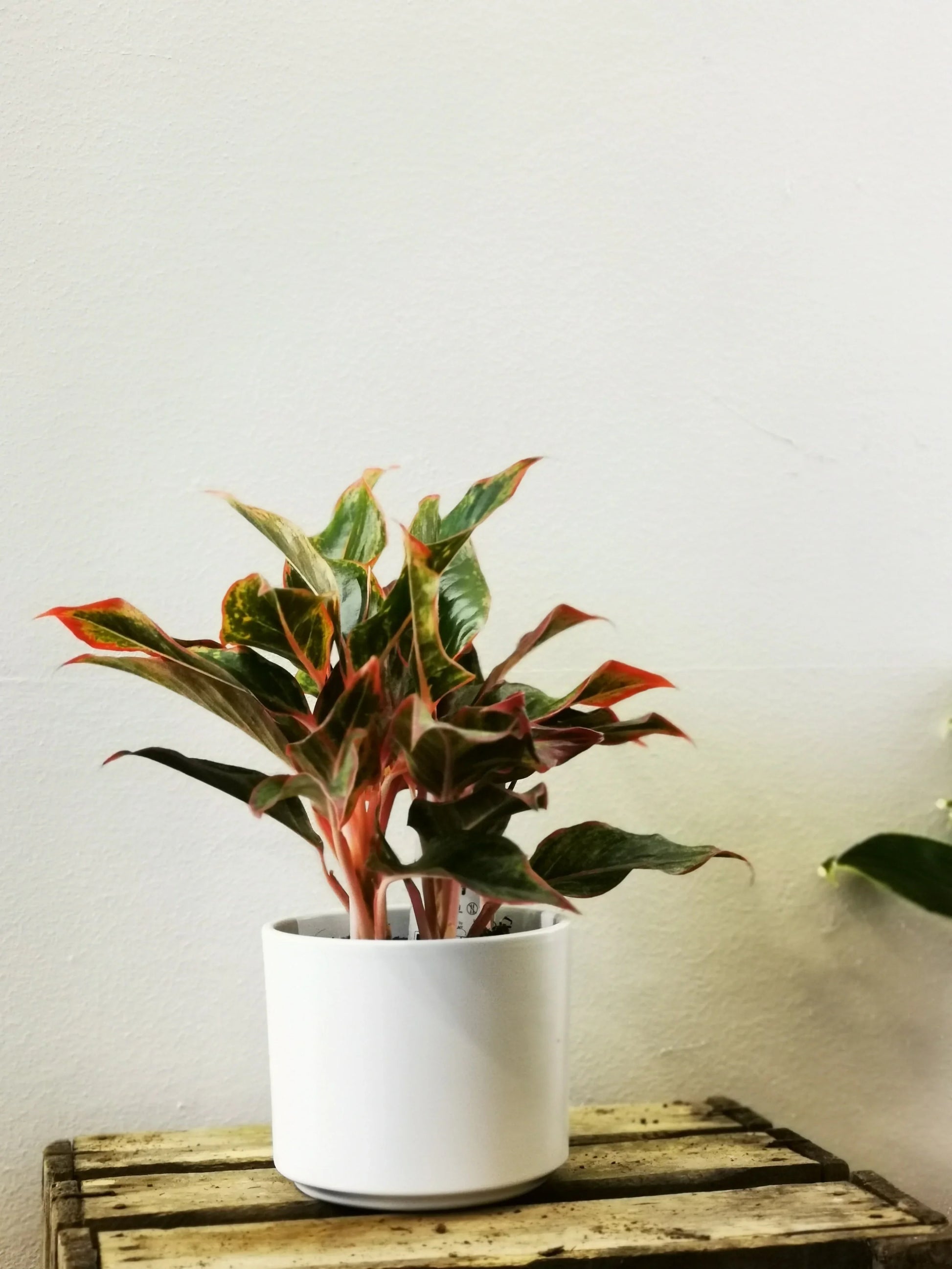 aglaonema gele bladeren Aglaonema Crete | Kamerplant kopen