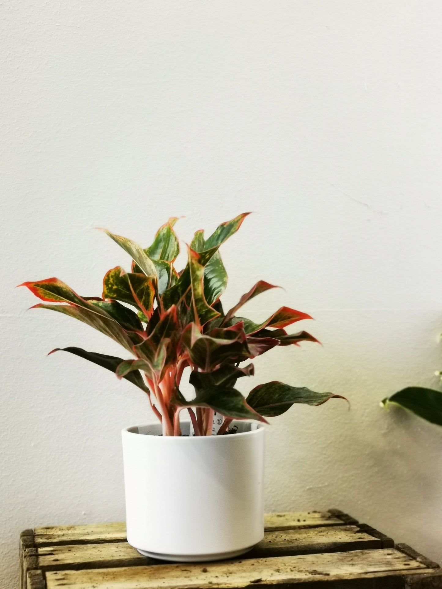 Aglaonema Crete - De Plantrekkers  - De Plantrekkers