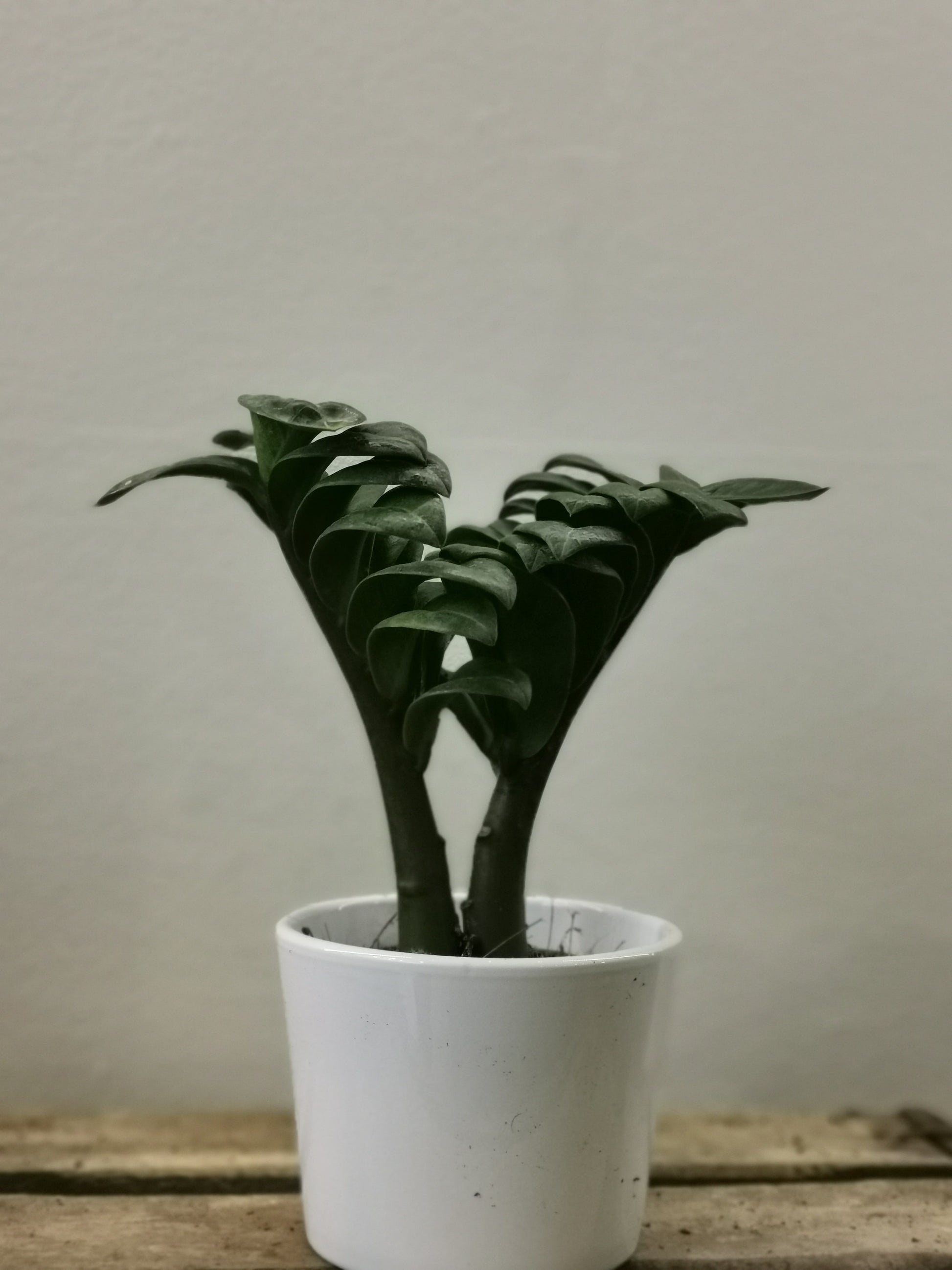 zz plant zenzi ZZ - Zenzi | Buy robust Zamioculcas