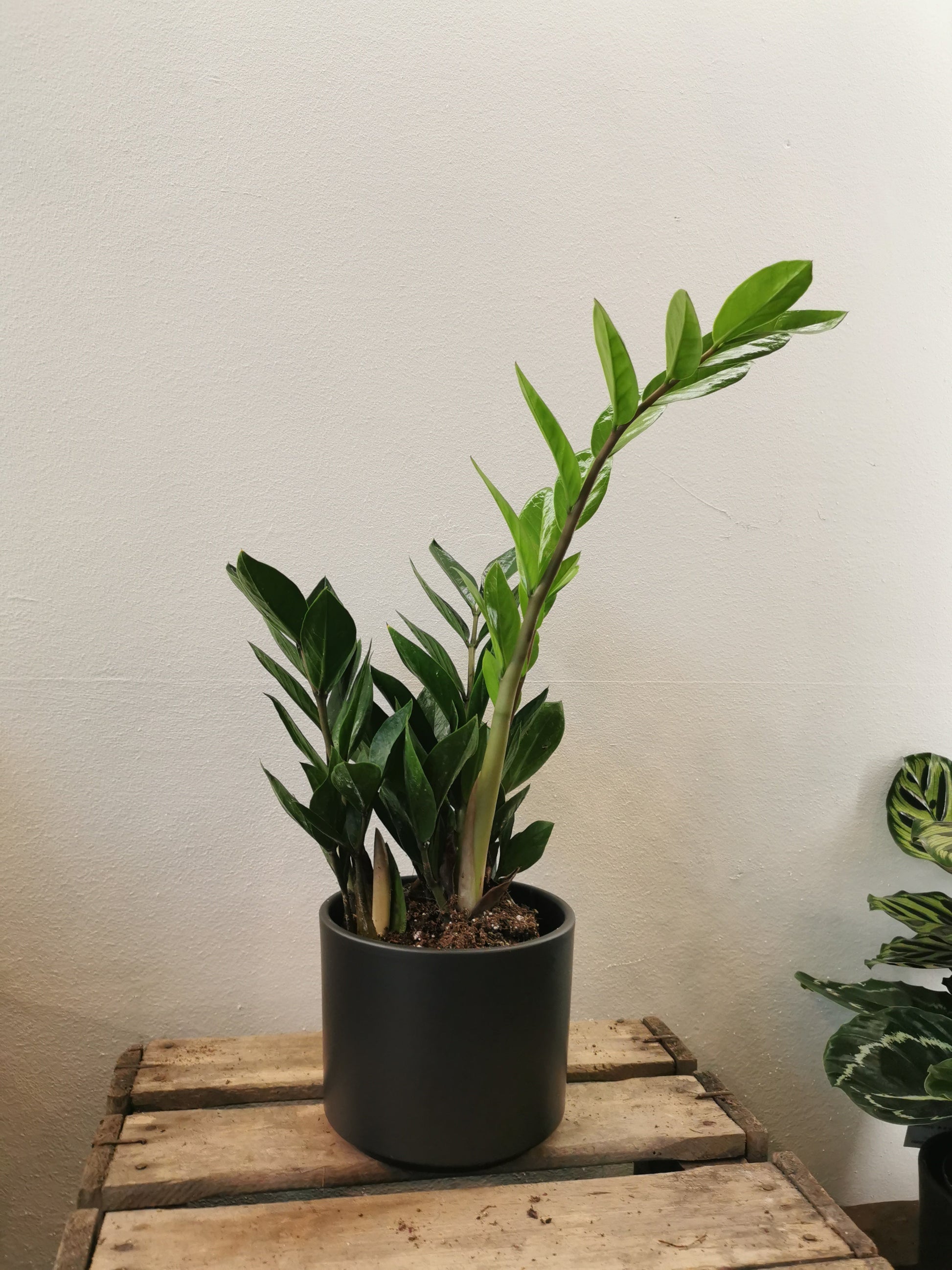 plante zz rempotage Plante ZZ Acheter | Plante facile