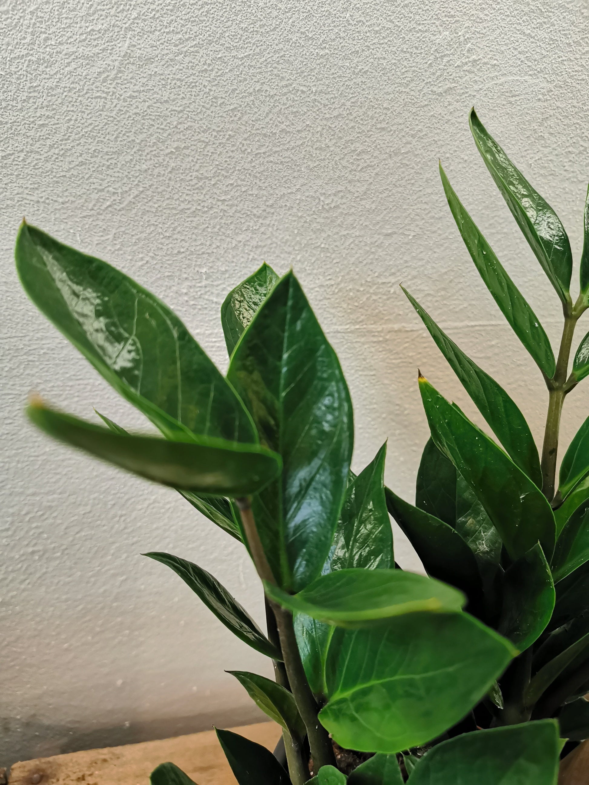 zz plant en francais Plante ZZ Acheter | Plante facile