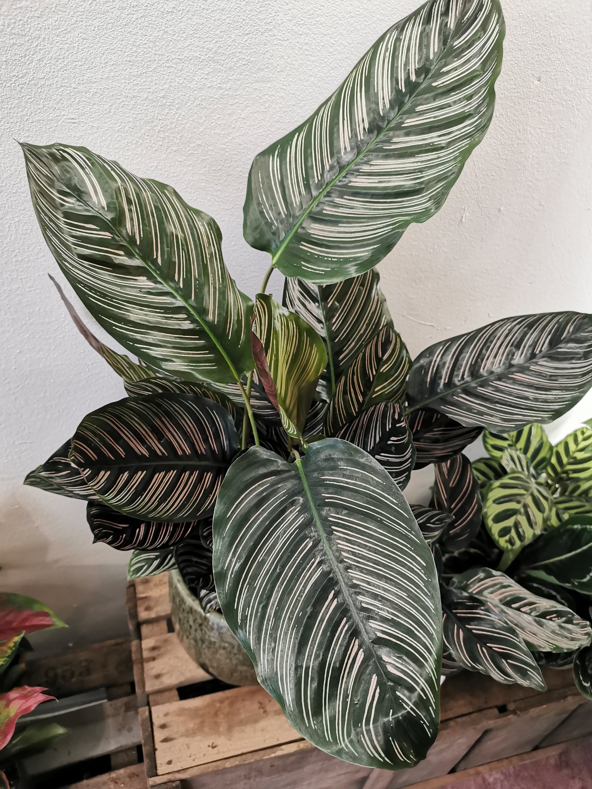 Calathea Sanderiana - De Plantrekkers  - De Plantrekkers