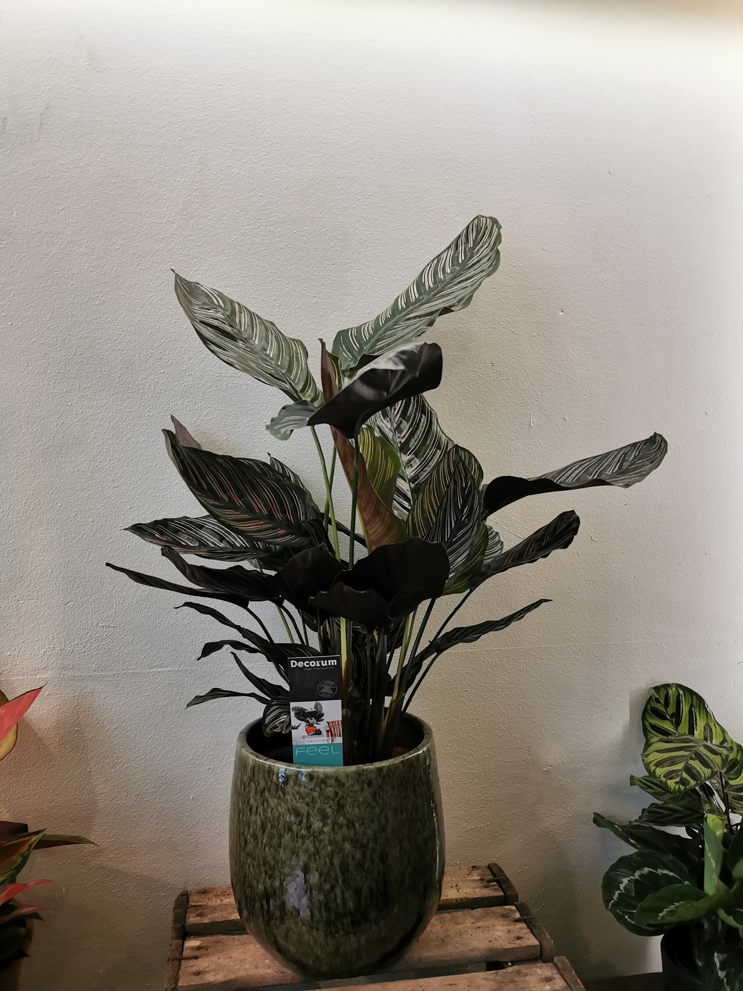 Calathea Sanderiana - De Plantrekkers  - De Plantrekkers