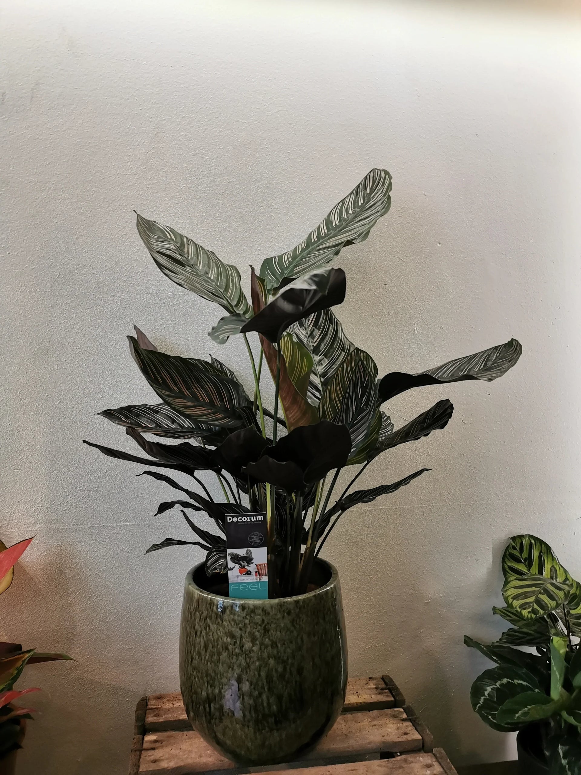 Calathea Sanderiana kopen | Schaduwplant