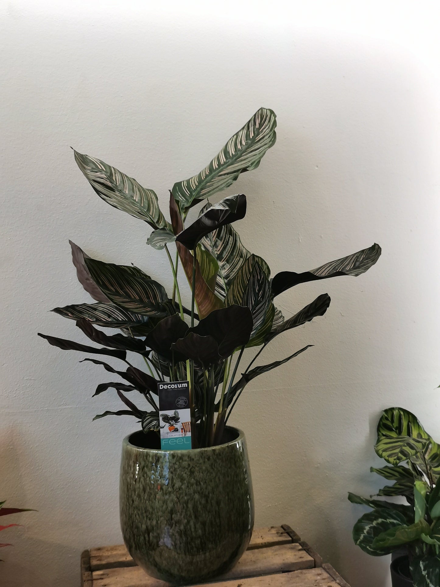 Calathea Sanderiana - De Plantrekkers  - De Plantrekkers