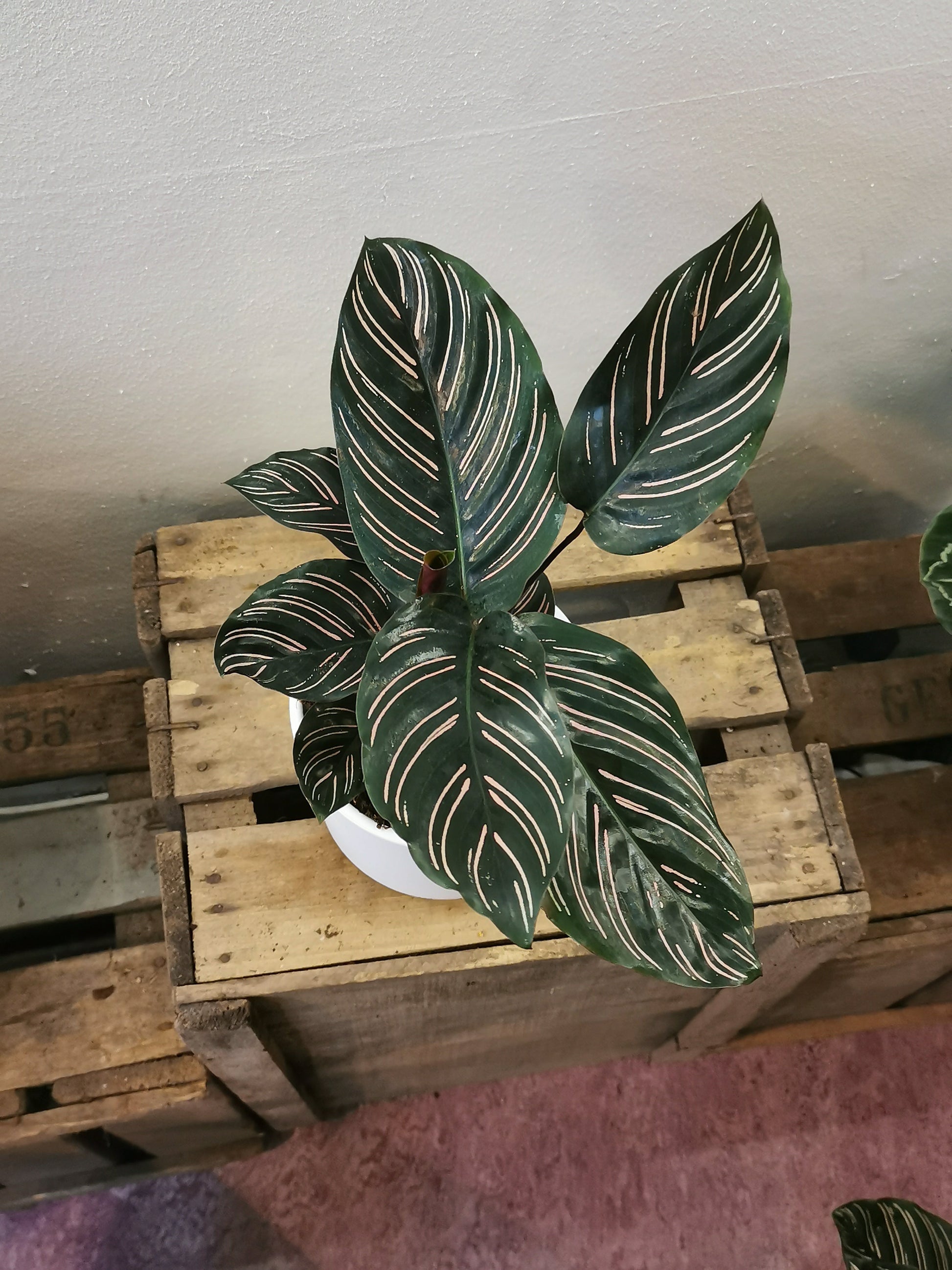 Calathea Sanderiana - De Plantrekkers  - De Plantrekkers