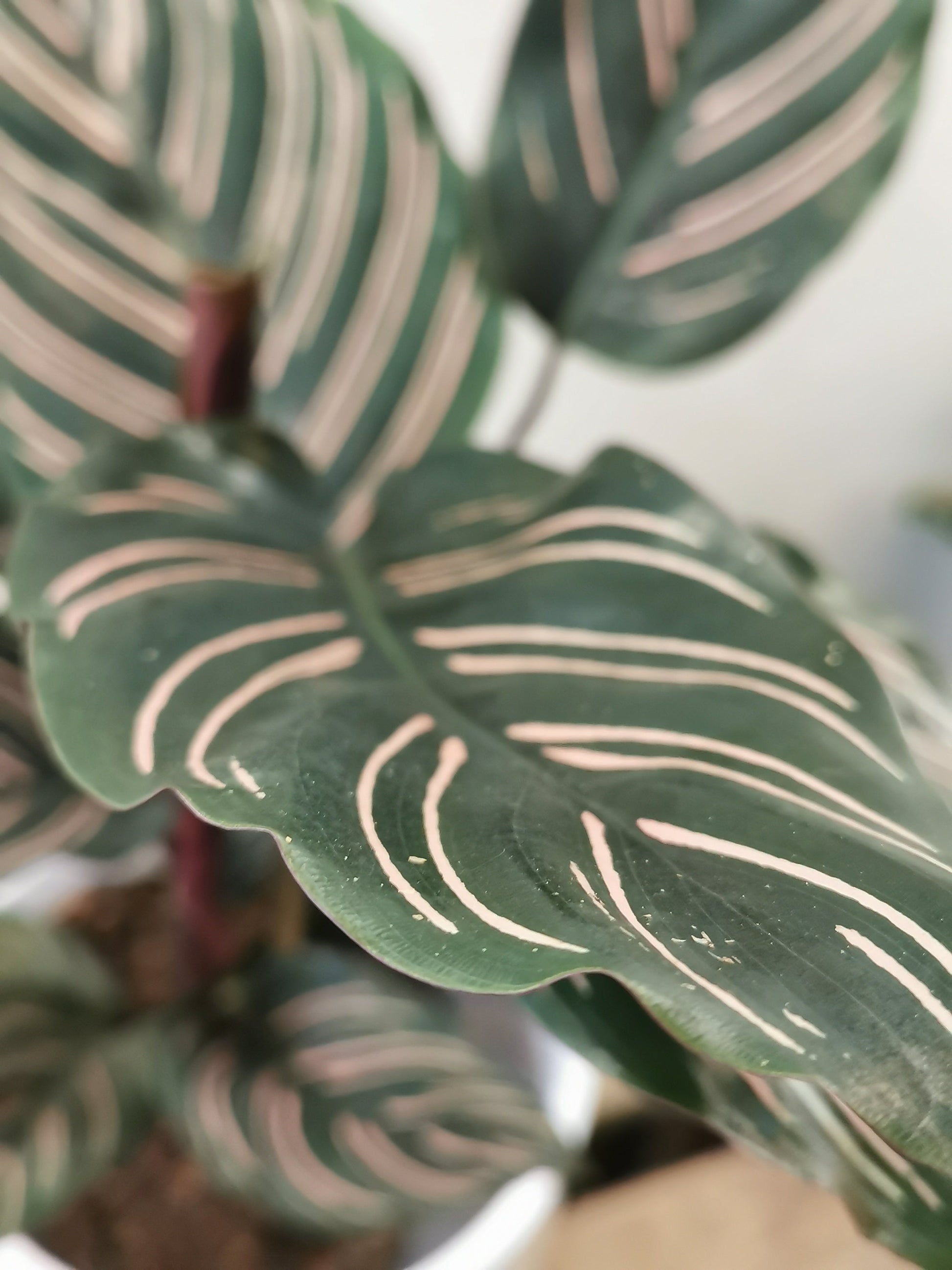 Calathea Sanderiana - De Plantrekkers  - De Plantrekkers