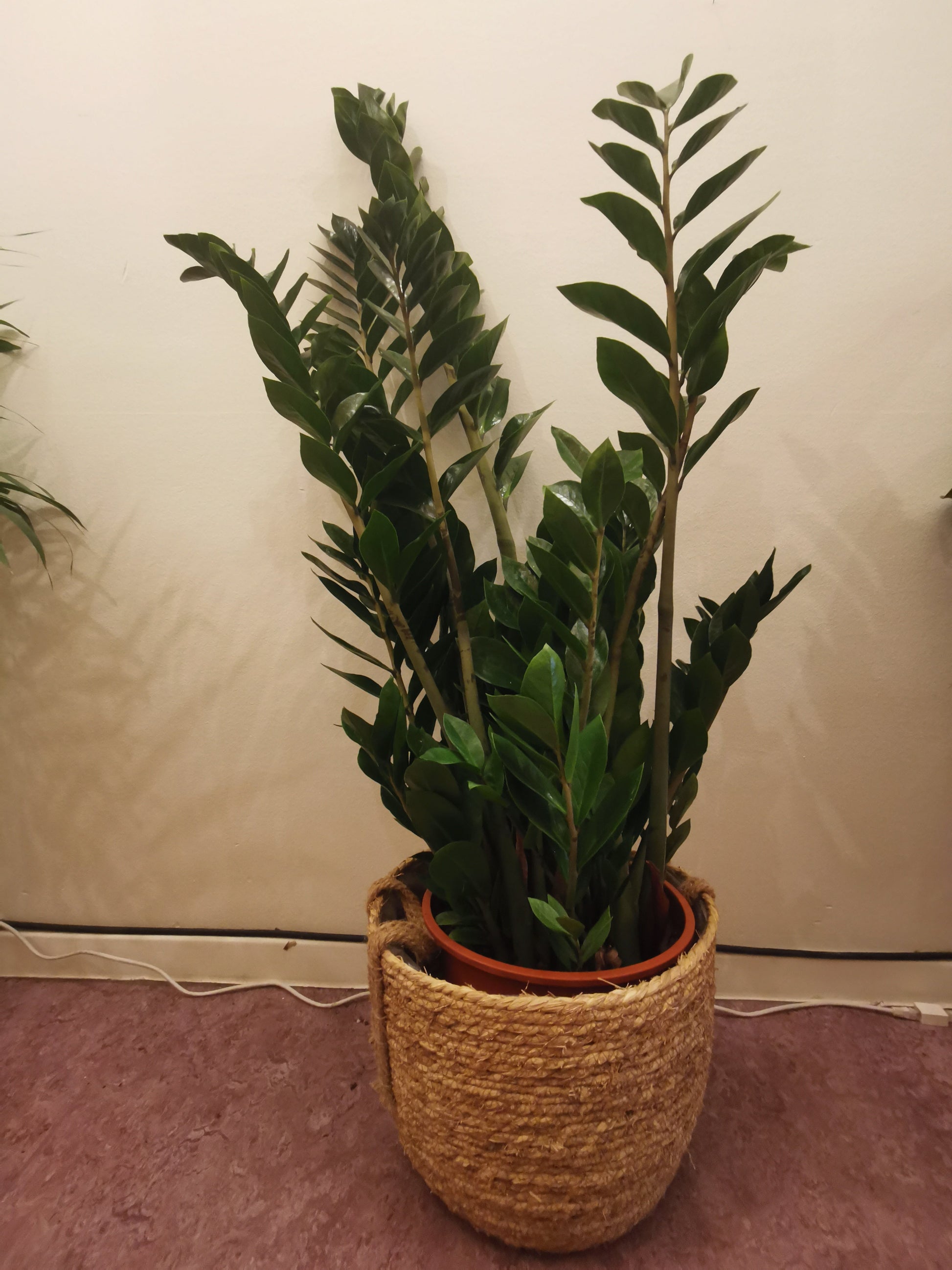 zz plant en francais Plante ZZ Acheter | Plante facile