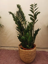 Afbeelding in Gallery-weergave laden, ZZ-plant - De Plantrekkers  - De Plantrekkers
