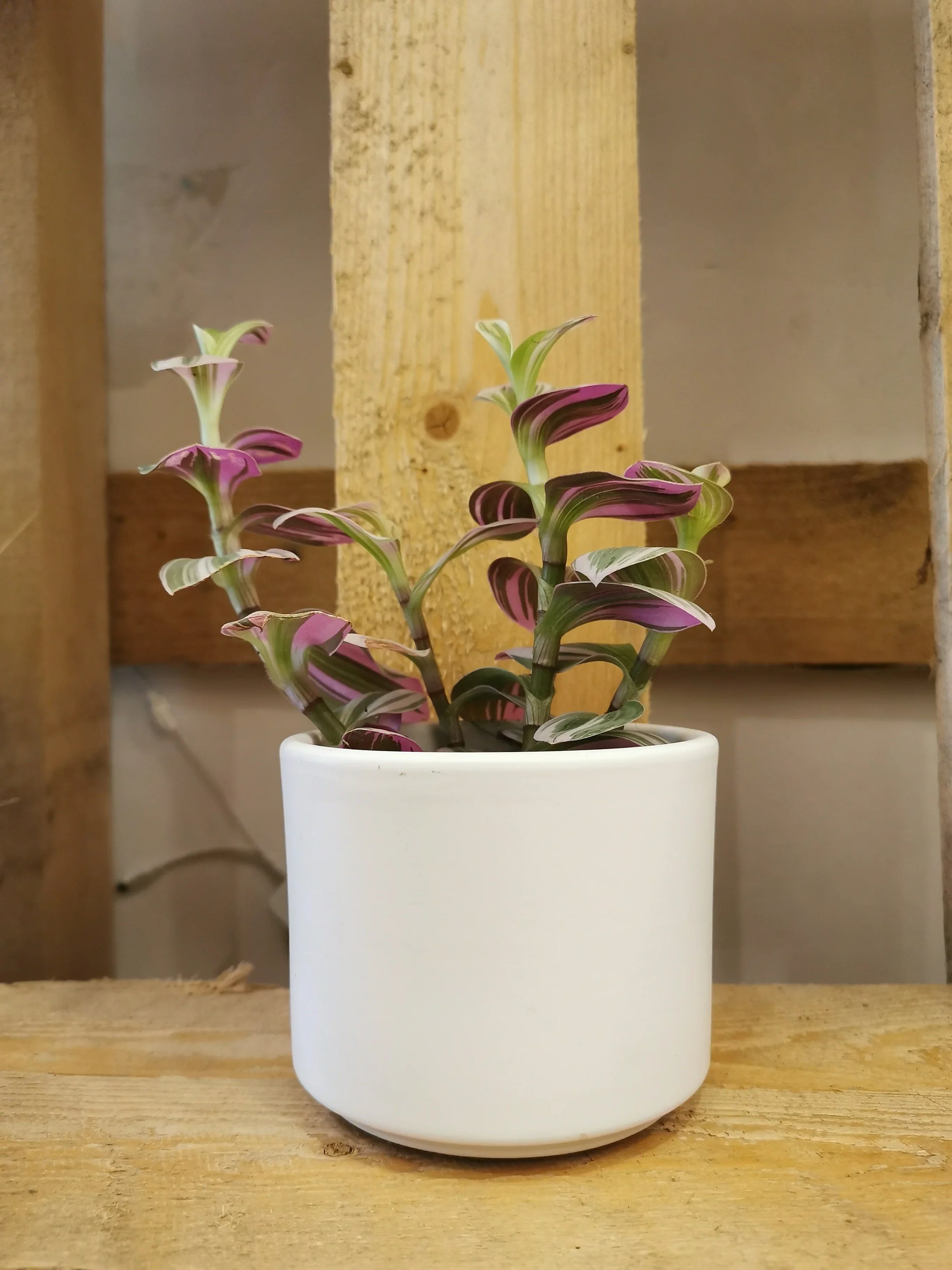 tradescantia nanouk potting mix Tradescantia Nanouk | Buy a houseplant