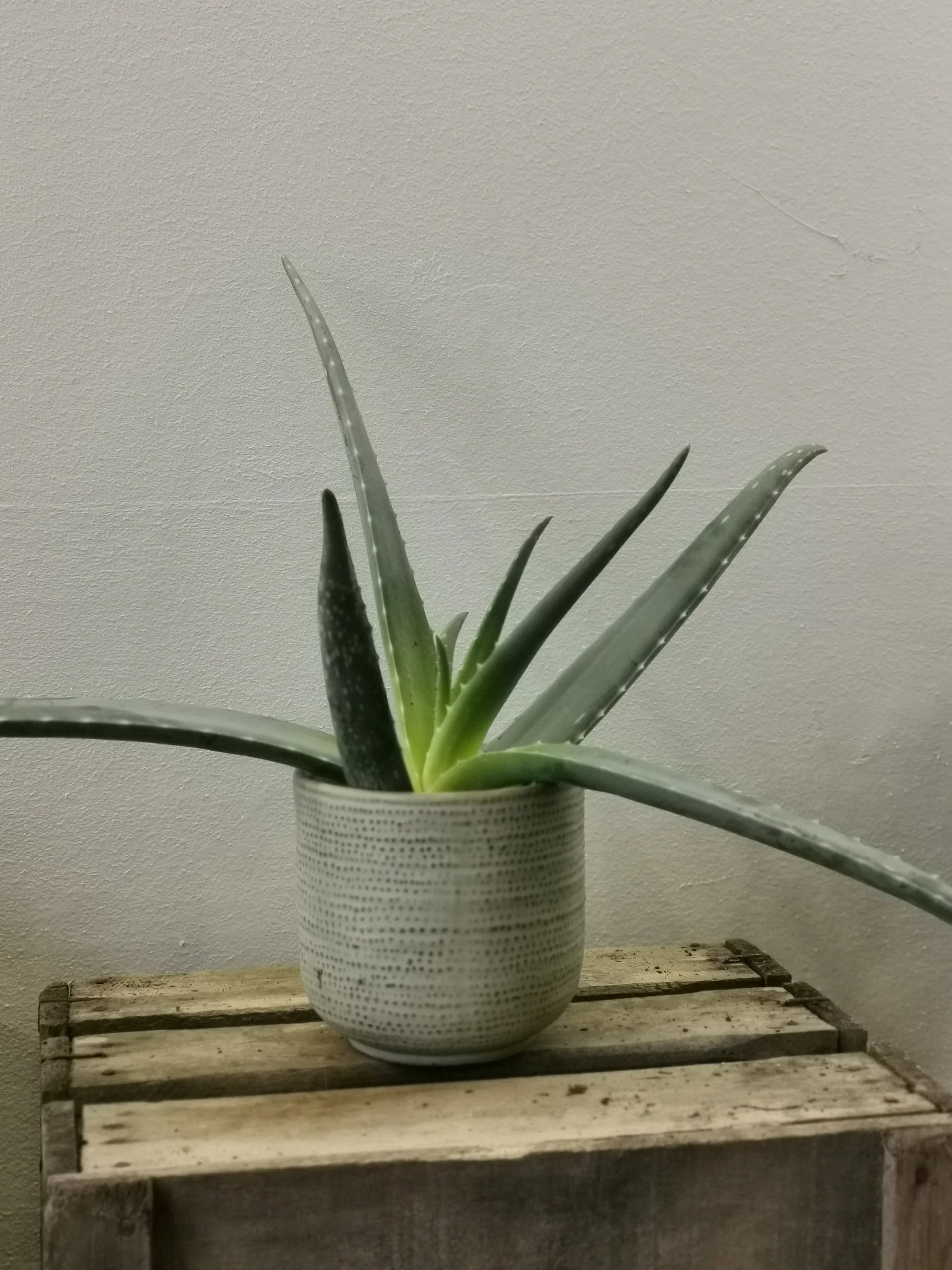 aloe vera plant kopen Aloë Vera kopen | Makkelijke kamerplant