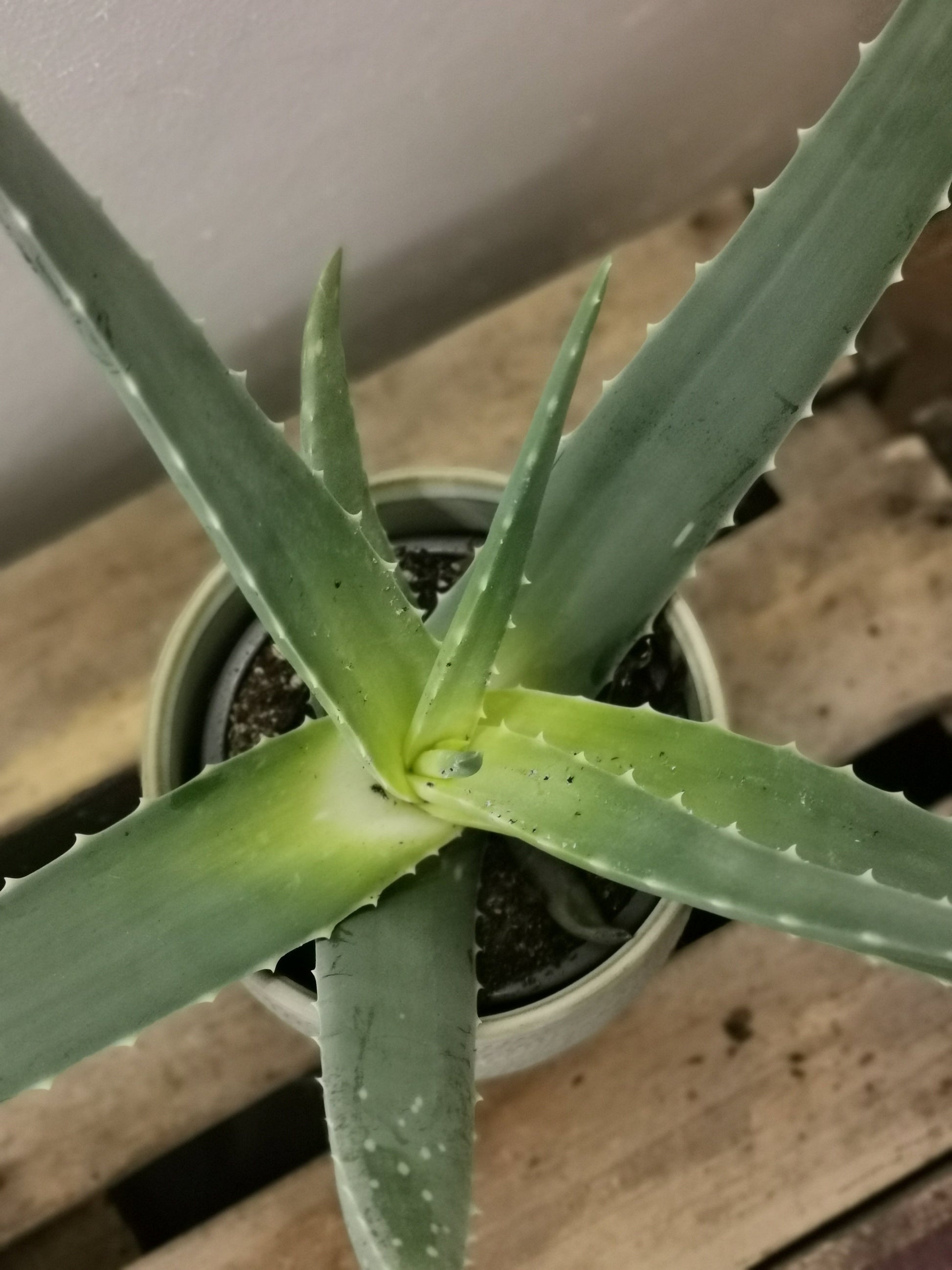 prix aloe vera plante Acheter la plante d'Aloe Vera | De Plantrekkers