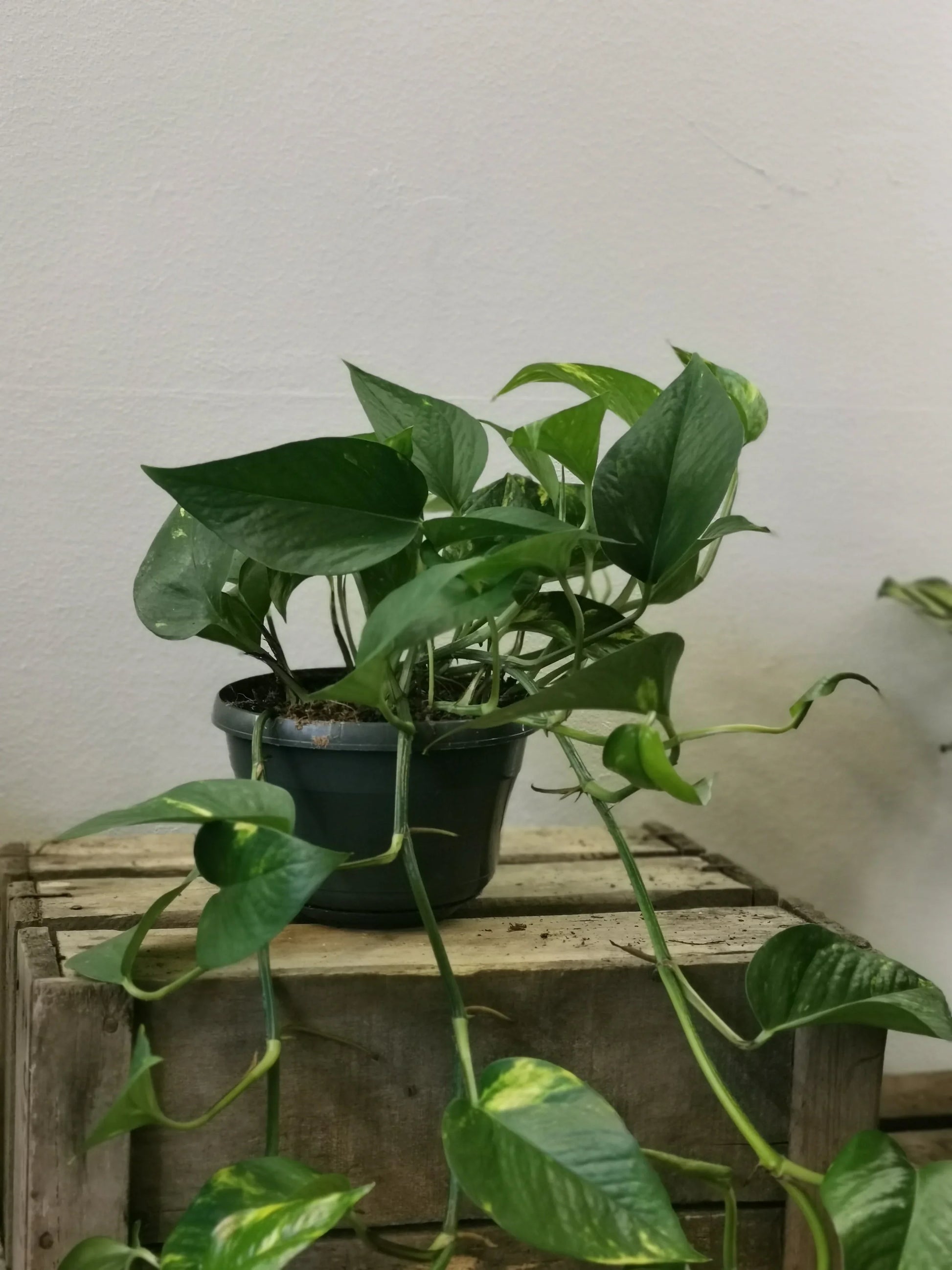 dragon pothos Epipremnum Pinnatum Aureum | Dragon Ivy