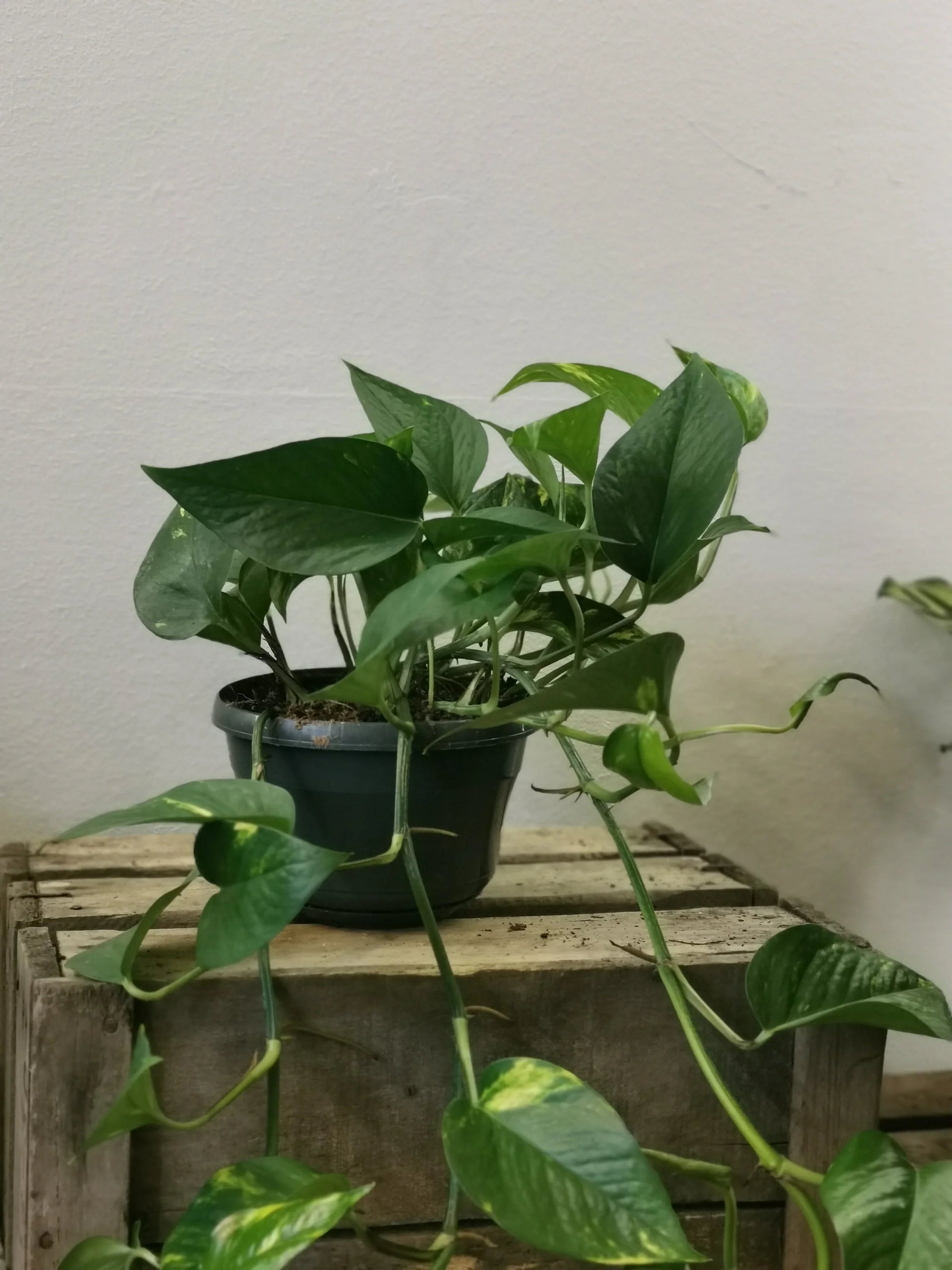 Epipremnum Pinnatum Aureum | Dragon Ivy