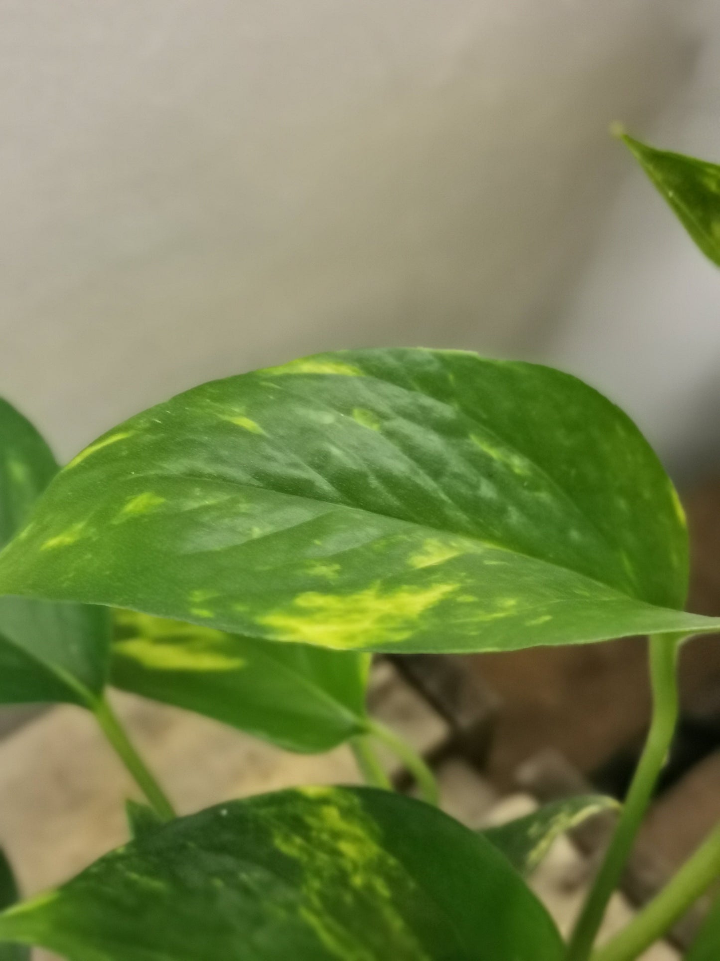 Pothos Aureum - De Plantrekkers  - De Plantrekkers