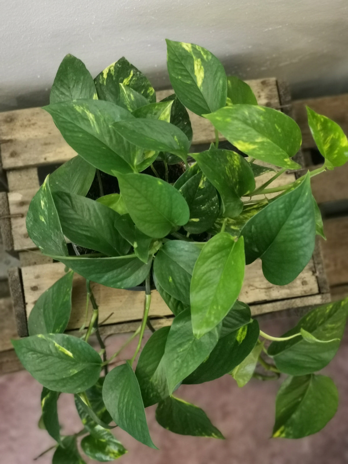 Epipremnum Pinnatum Aureum | Dragon Ivy | The Planttrekkers – De ...
