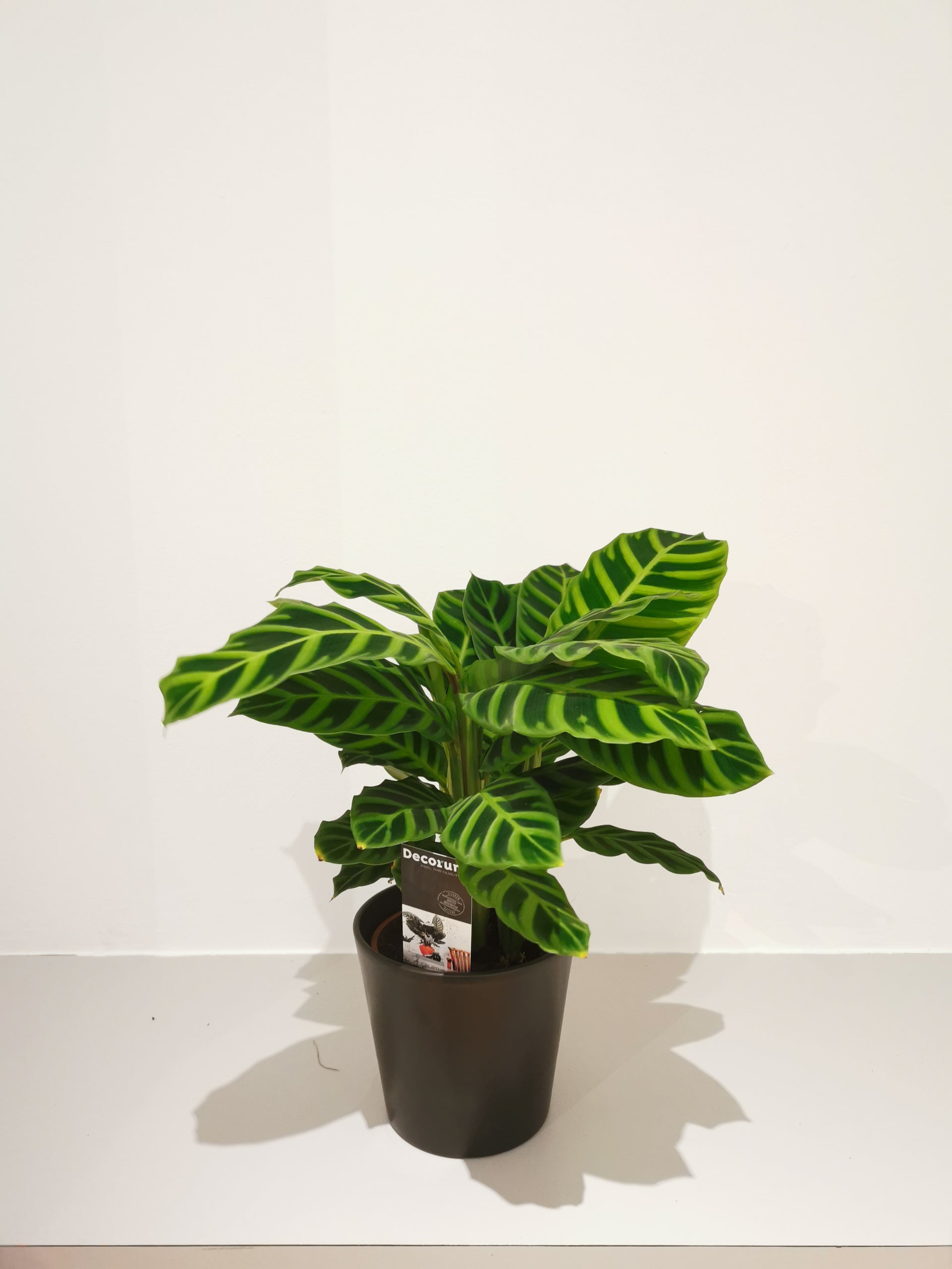 Calathea Zebrina | Buy houseplant