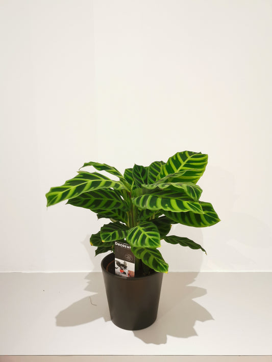 Calathea Zebrina - De Plantrekkers  - De Plantrekkers