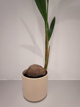 Afbeelding in Gallery-weergave laden, Cocos Nucifera - De Plantrekkers  - De Plantrekkers
