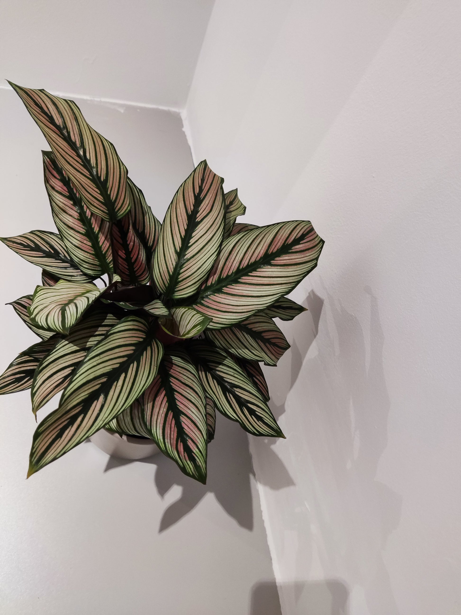 Calathea White Star - De Plantrekkers  - De Plantrekkers