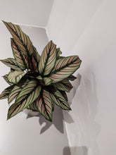 Afbeelding in Gallery-weergave laden, Calathea White Star - De Plantrekkers  - De Plantrekkers
