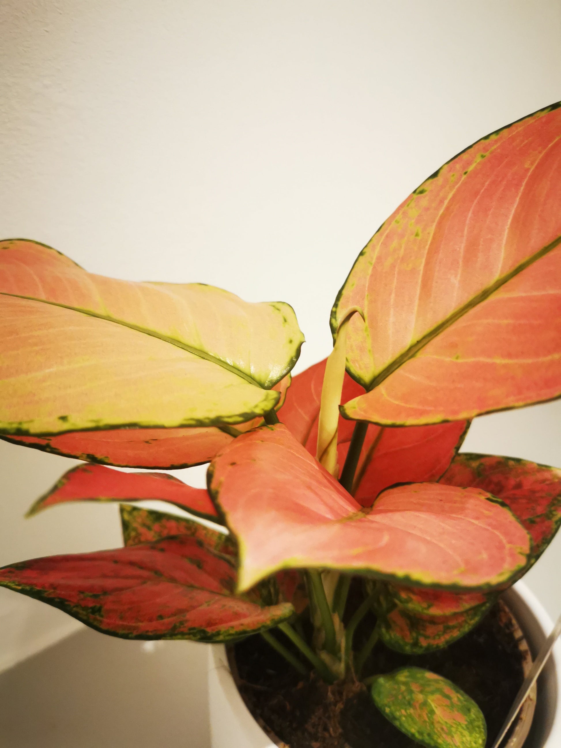 Aglaonema Flamingo - De Plantrekkers  - De Plantrekkers