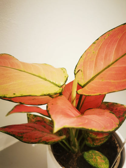 Aglaonema Flamingo - De Plantrekkers  - De Plantrekkers