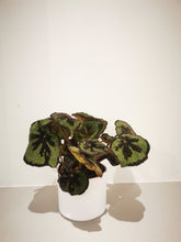 Afbeelding in Gallery-weergave laden, Begonia Masoniana &#39;Rock&#39; - De Plantrekkers  - De Plantrekkers
