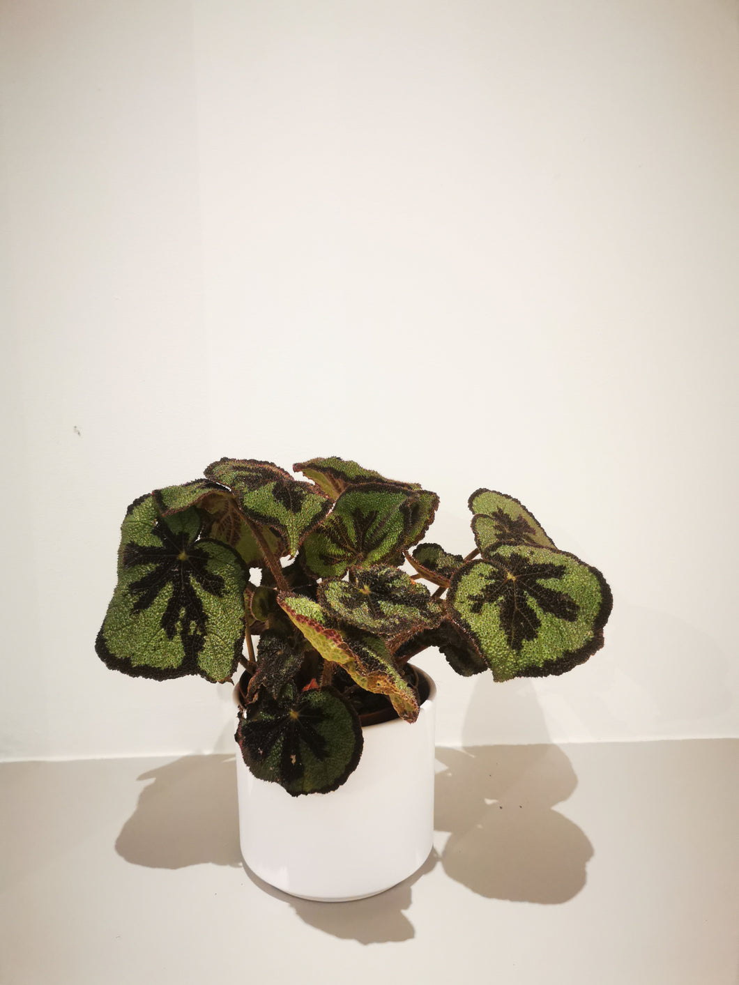 Begonia Masoniana 'Rock' - De Plantrekkers  - De Plantrekkers