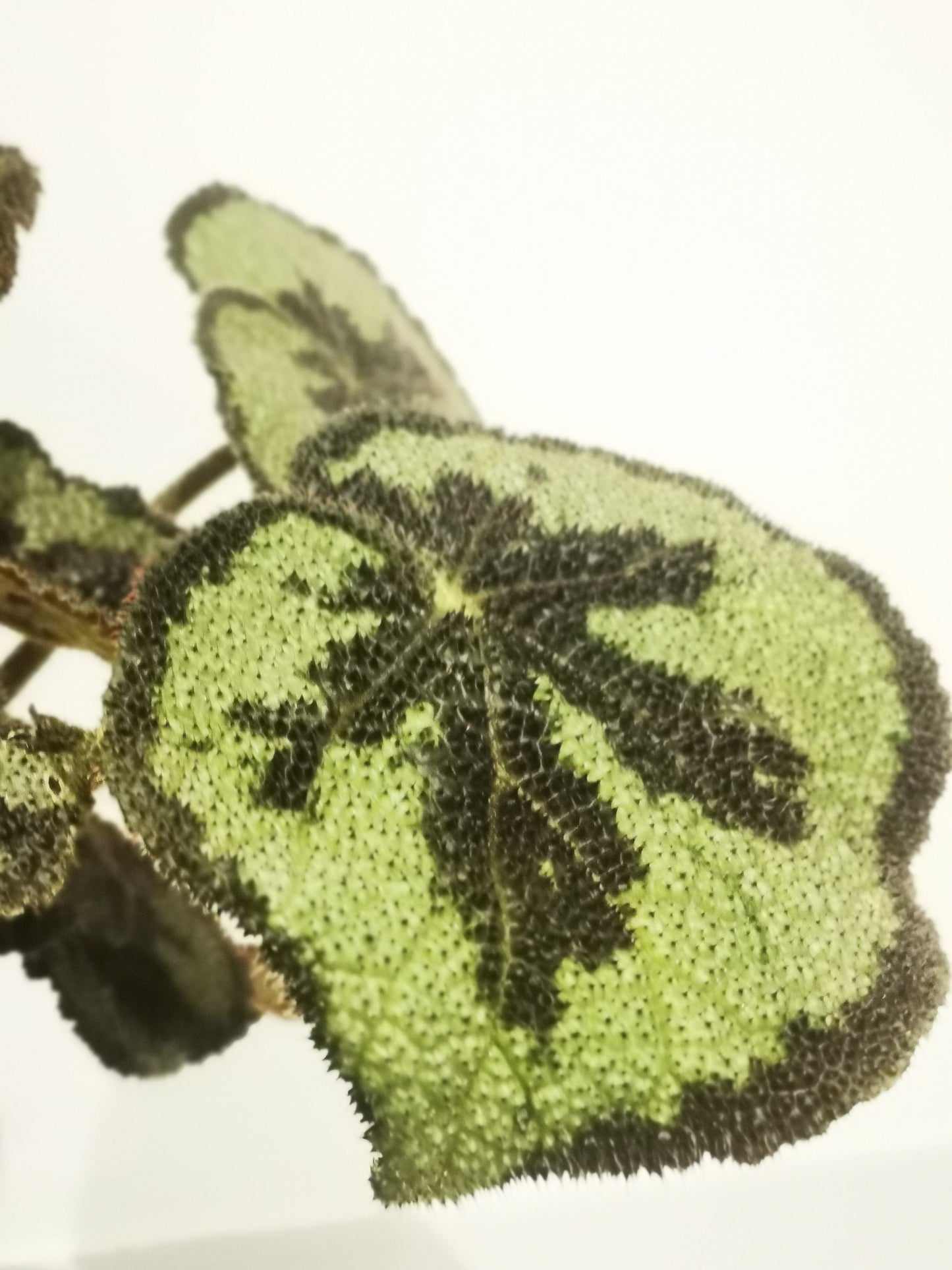 Begonia Masoniana 'Rock' - De Plantrekkers  - De Plantrekkers